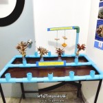 ส่วนจัดแสดงการปลูกปะการังพิพิธภัณฑ์ชลทัศนสถานเกาะสีชัง (7)