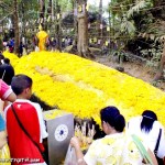เราจะเห็นดอกดาวเรืองตลอดทาง