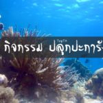 ปลูกปะการัง