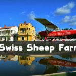 Swiss Sheep Farm Pattaya (1)