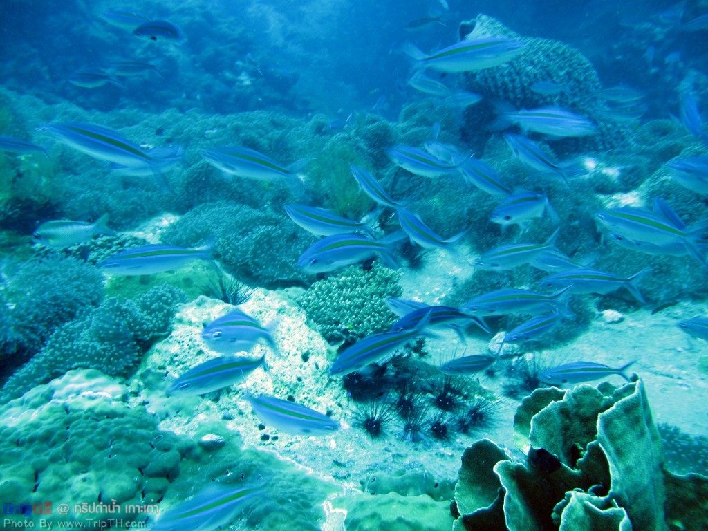 ความสวยงามของโลกใต้ทะเล @ เกาะเต่า (3)