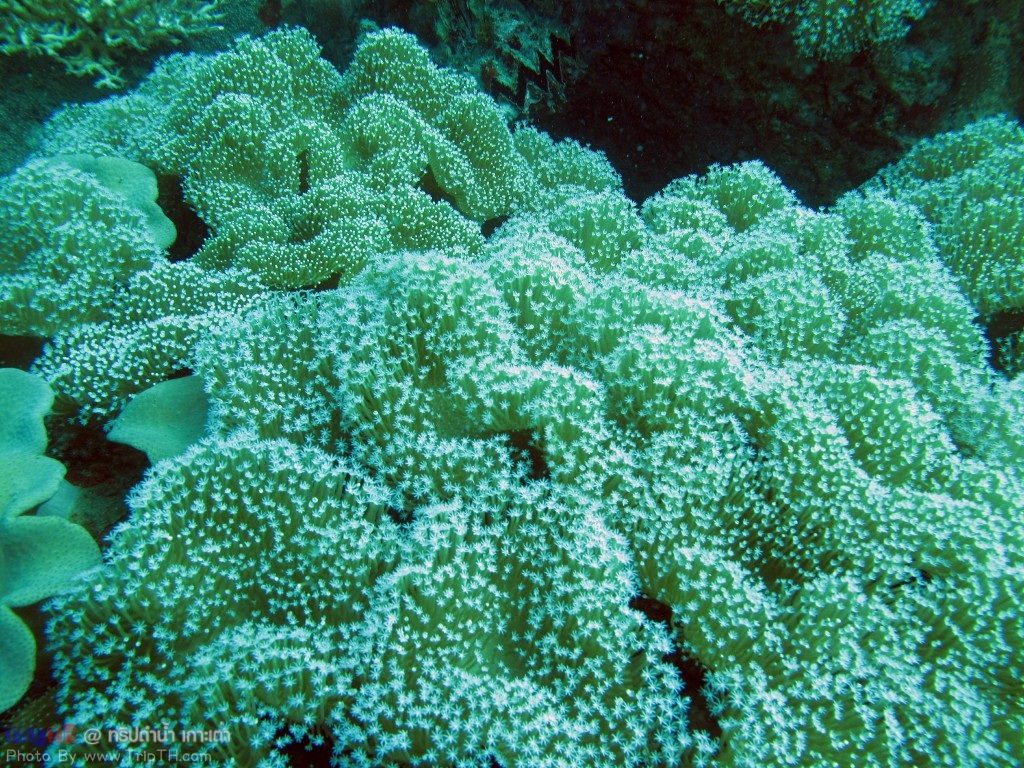 ปะการังสวยๆ @ เกาะเต่า (1)