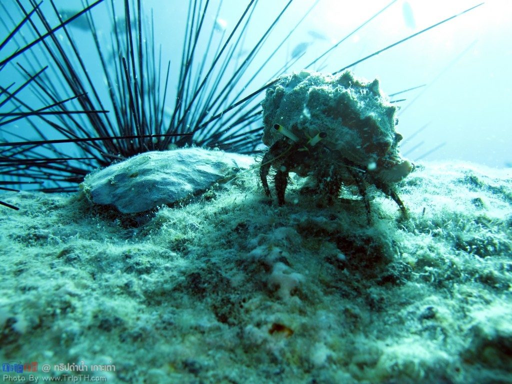 ปะการังสวยๆ @ เกาะเต่า (3)