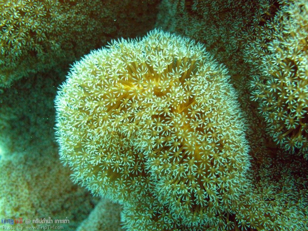 ปะการังสวยๆ @ เกาะเต่า (5)