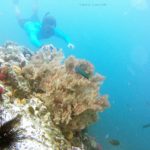 letter-island-snorkeling-1