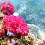 letter-island-snorkeling-2