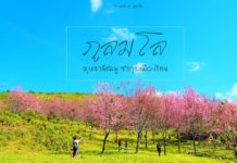 ภูลมโล ทุ่งดอกนางพญาเสือโคร่ง ซากุระเมืองไทย