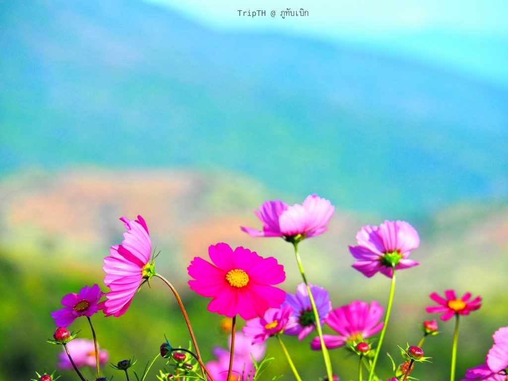 ดอกไม้ ภูทับเบิก (2)