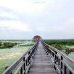 บึงบัว สามร้อยยอด ปราณบุรี (2)