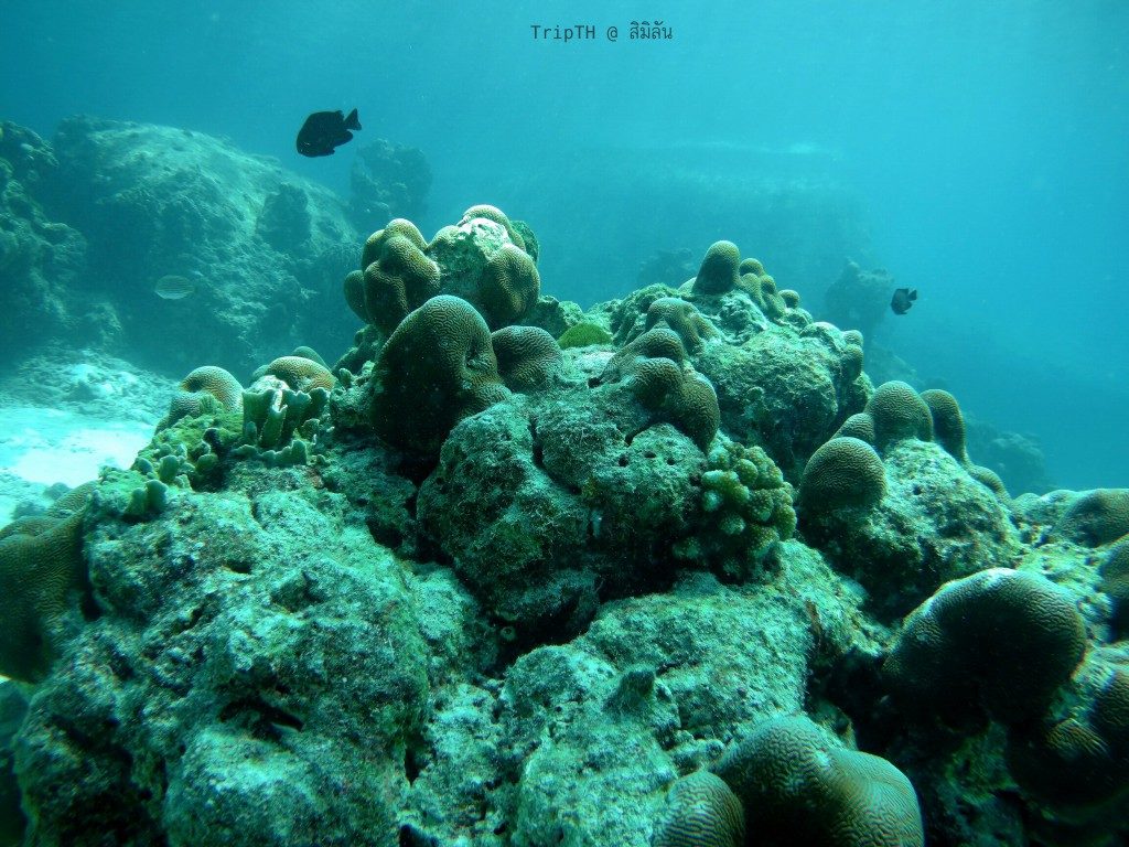 ดำน้ำ เกาะสิมิลัน (4)