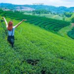 ไร่ชาฉุยฟง (Choui Fong Tea)