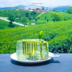 ไร่ชาฉุยฟง (Choui Fong Tea)