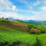 ภูแสนดาว เขาค้อ (6)