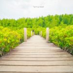 ทุ่งโปรงทอง (2)