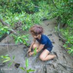 ปลูกป่าชายเลน