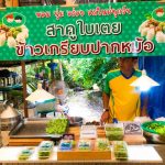 สาคู ใบเตย ตลาดน้ำบางน้ำผึ้ง สมุทรปราการ