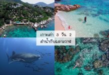 รีวิวเที่ยวเกาะเต่า 3 วัน 2 คืน ดำน้ำกับฉลามวาฬแบบใกล้ชิด ชมเต่าทะเล ฉลามครีบดำ พักผ่อนท่ามกลางธรรมชาติที่แสนสงบ เกาะเต่าพี่นุ่น -tile~1
