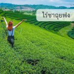 ไร่ชาฉุยฟง