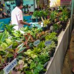 ต้นไม้ เกาะเกร็ด นนทบุรี