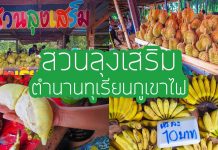 สวนลุงเสริม ทุเรียนภูเขาไฟ รสชาติ กรอบนอก นุ่มใน ต้นกำเนิดของทุเรียนภูเขาไฟ แหล่งปลูกทุเรียนที่ใหญ่ที่สุด | จังหวัดศรีสะเกษ ปกรวมสวนลุงเสริม~1