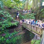 Monkey forest