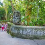 Monkey forest