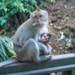 Monkey forest