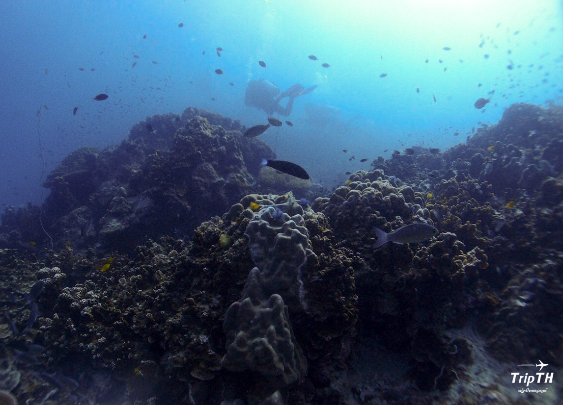 Sea Mastermind Premium Dive Resort