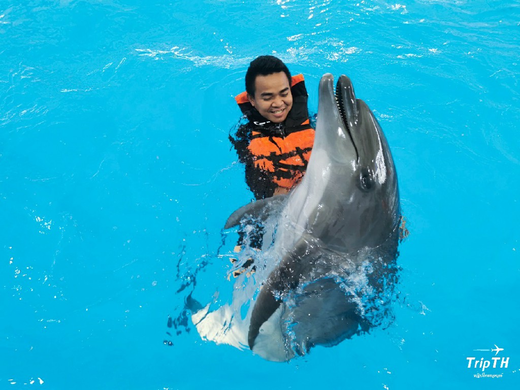 โลมาโชว์ พัทยา Pattaya Dolphinarium