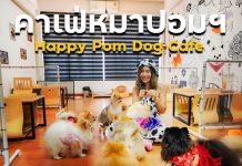 ห้ามพลาดกับคาเฟ่หมาปอมเมอเรเนียนสุดน่ารัก จ.นนทบุรี Happy Pom Dog Cafe’ Happy Pom Dog Cafe’