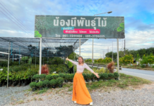 สายทุเรียนฟังทางนี้ กินอย่างเดียวไม่จุใจ ซื้อมาปลูกเองเลยงานนี้ ต้นทุเรียน เริ่มต้น 100 บาท มือใหม่ก็ปลูกได้ | ร้านน้องนีพันธุ์ไม้ จันทบุรี